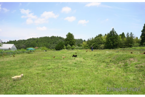 成約済の千葉県のチワワ(ロングコート)-225155の4枚目